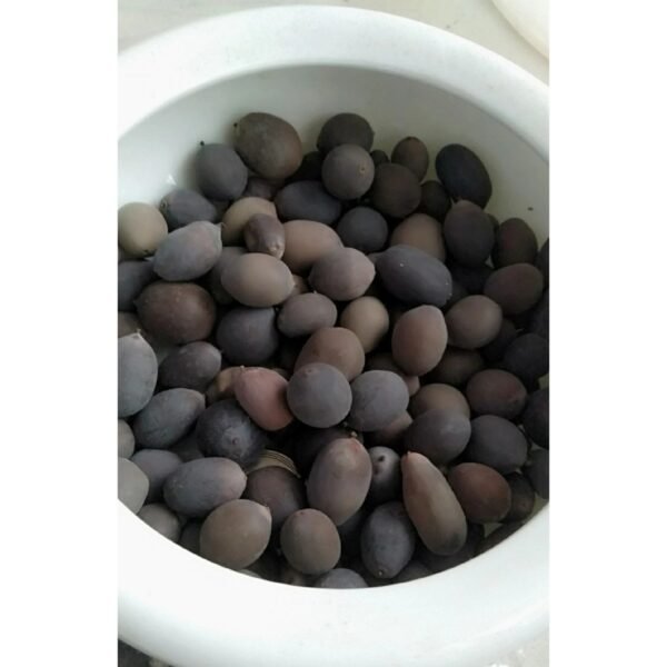 Sacred Lotus Nelumbo nucifera seeds mix pack