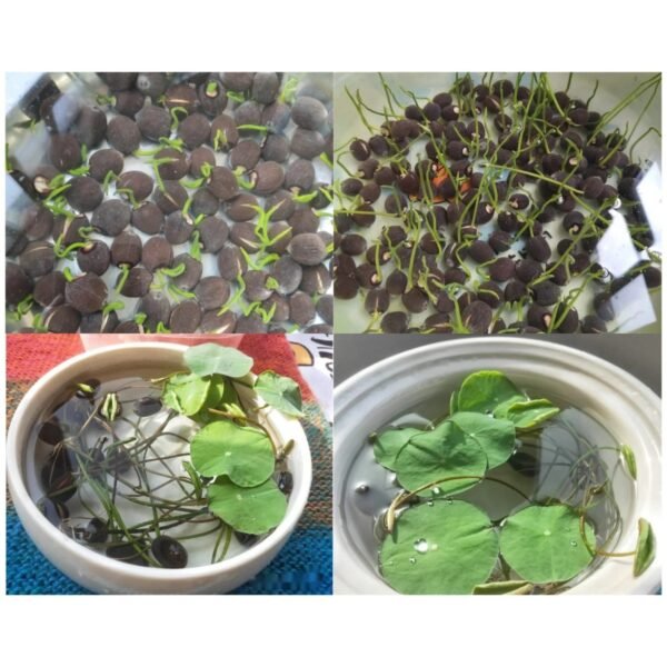Sacred Lotus Nelumbo nucifera seeds mix pack