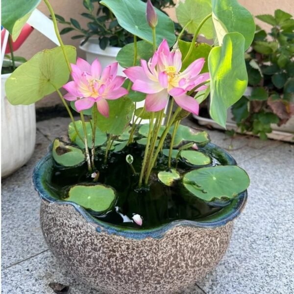 Sacred Lotus Nelumbo nucifera seeds mix pack