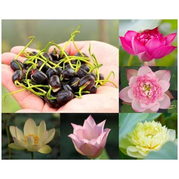 Sacred Lotus Nelumbo nucifera seeds mix pack