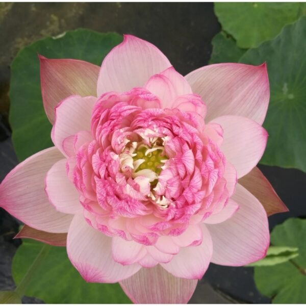 Sacred Lotus Nelumbo nucifera seeds mix pack