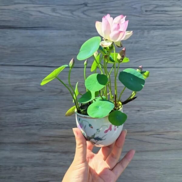 Sacred Lotus Nelumbo nucifera seeds mix pack