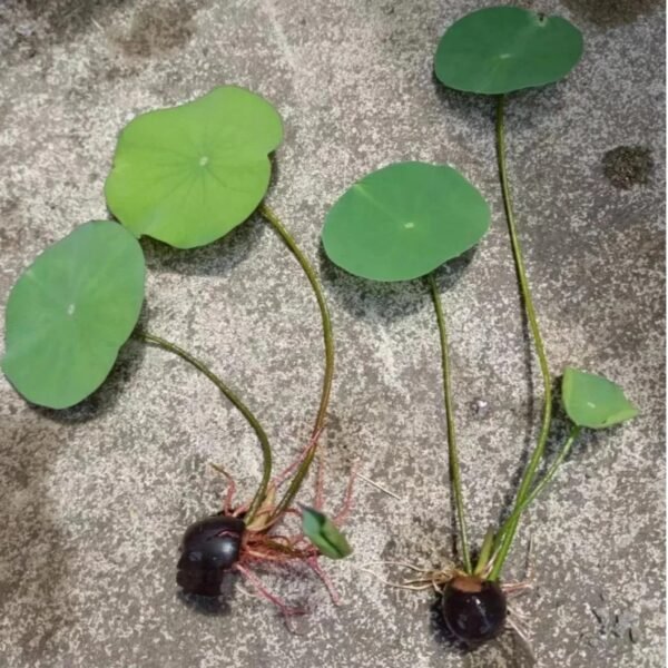 Sacred Lotus Nelumbo nucifera seeds mix pack