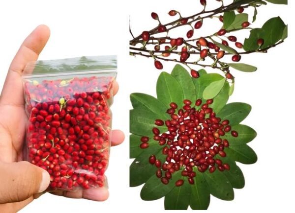 Ayurvedic erythroxylum coca seeds organic pure from ceylon - Image 4