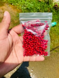Botanical Seeds
