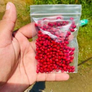Ayurvedic novo Seeds for planting