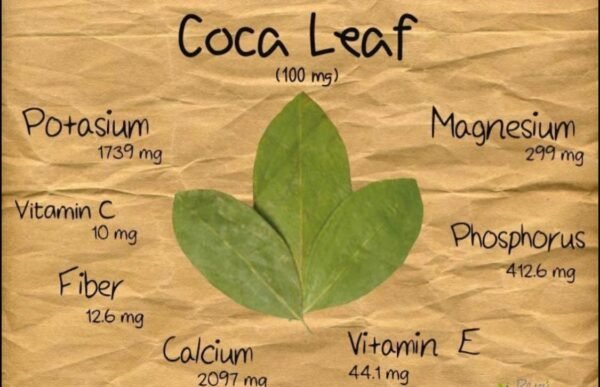 coca leaf