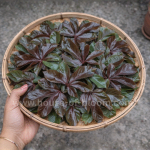 Dried Red Jatropha Curcas Leaves Ratanjot Laljari 100g