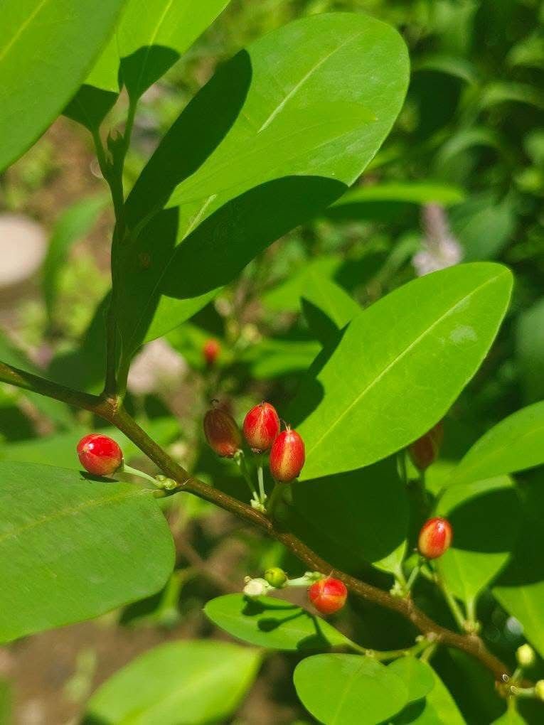Premium Leaves 200+ Chewable - Image 6