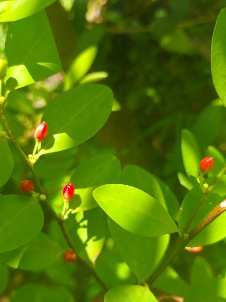 Premium Leaves 200+ Chewable - Image 7