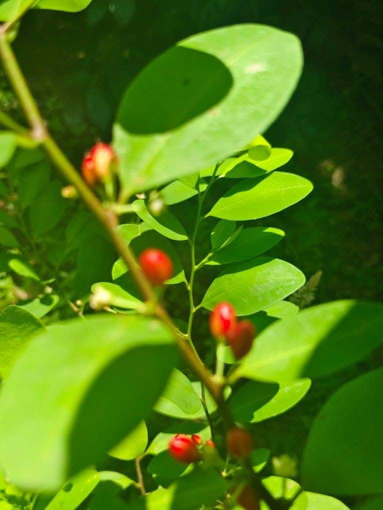 Premium Leaves 200+ Chewable - Image 8
