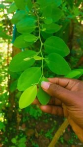 Premium Leaves 200+ Chewable