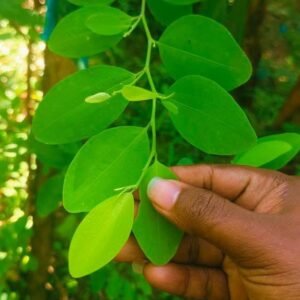 Premium Leaves 200+ Chewable