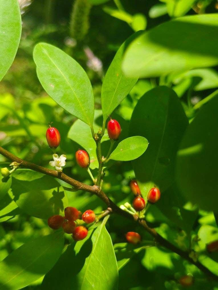 Premium Leaves 200+ Chewable - Image 11