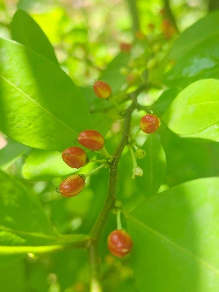 Premium Leaves 200+ Chewable - Image 12