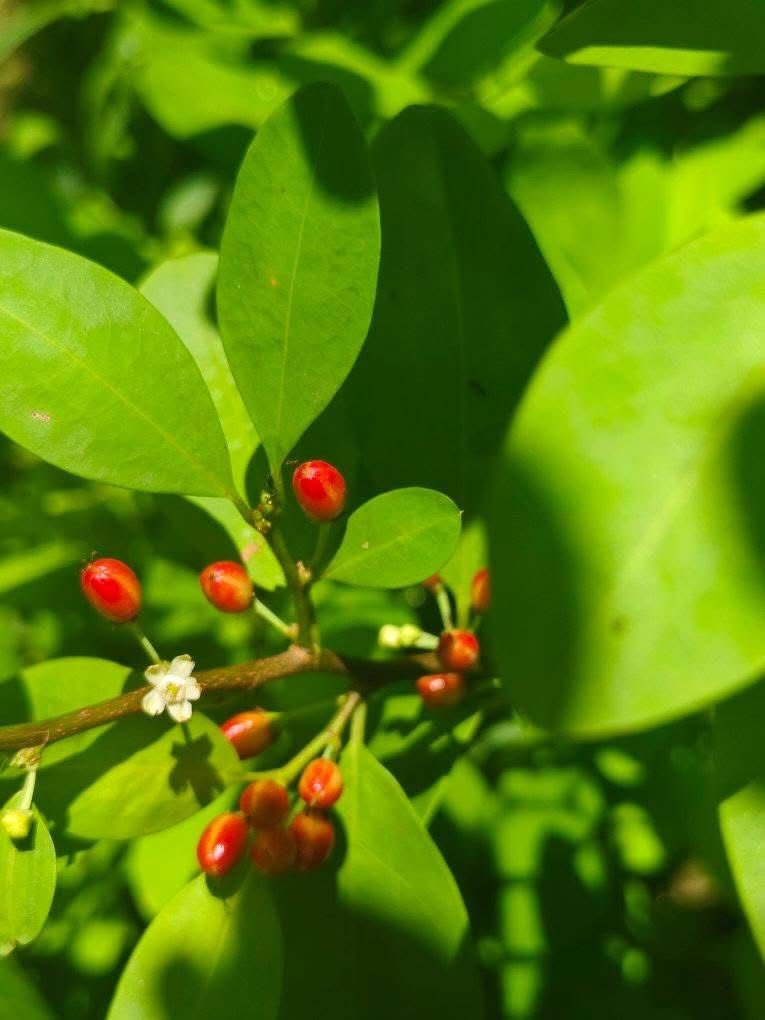 Premium Leaves 200+ Chewable - Image 9